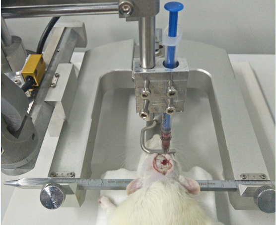 实验大鼠脑微量注射