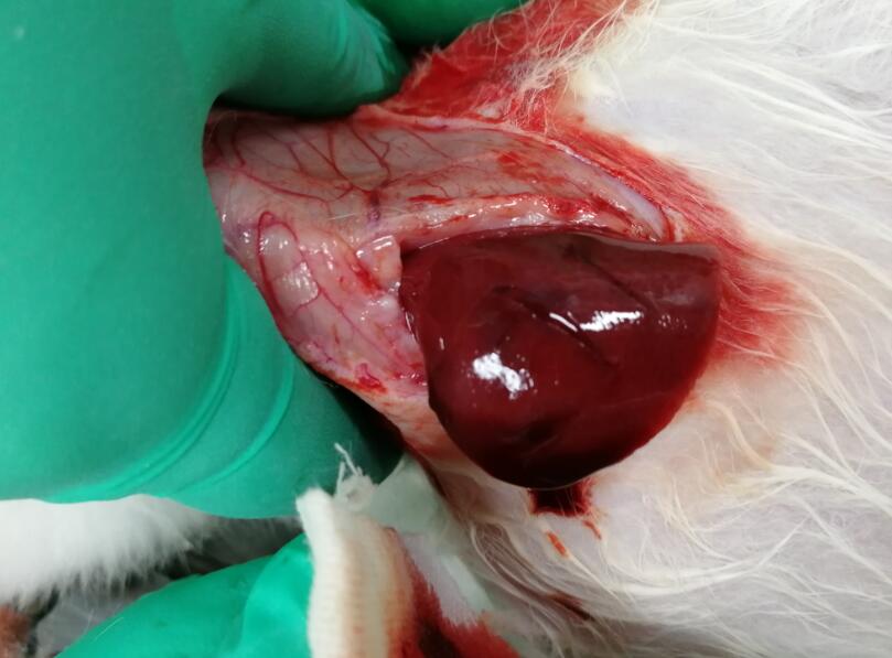 兔子肝脏创伤的模型-用于止血材料研究