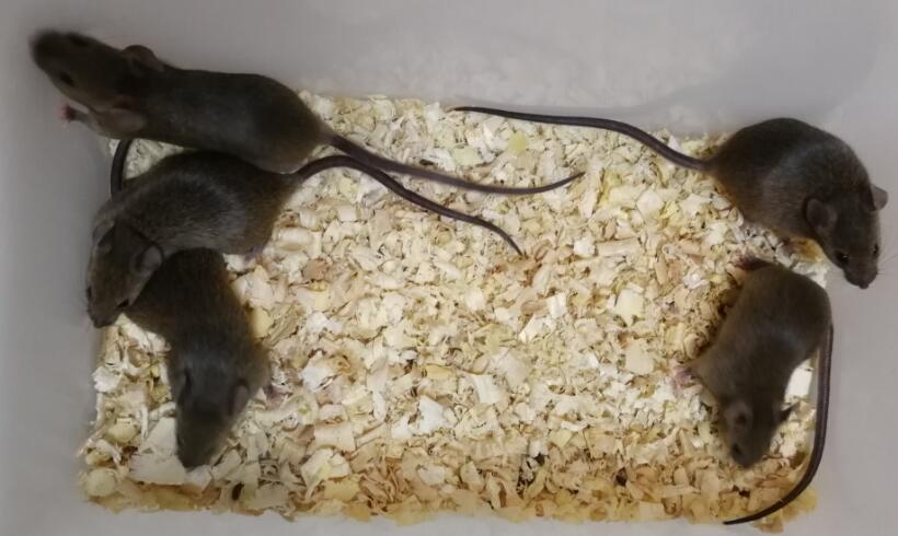 自然流产(SA)小鼠模型-CBA/J 雌鼠
