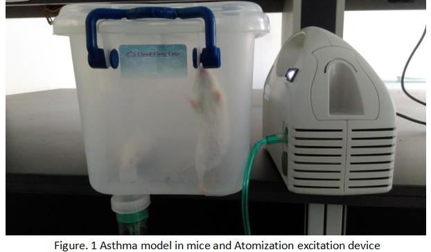 实验小鼠哮喘建模