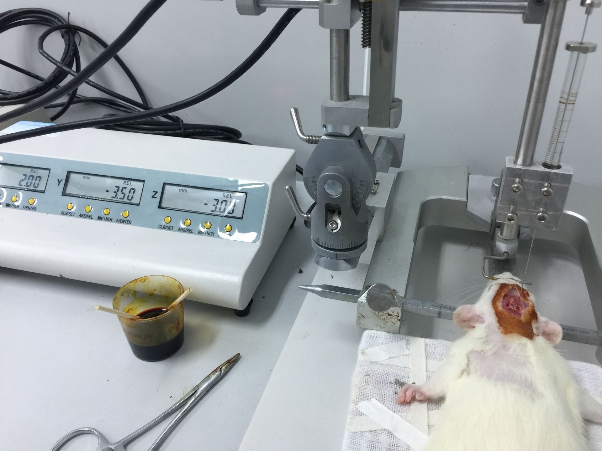 实验大鼠立体定位注射-阿尔兹海默模型