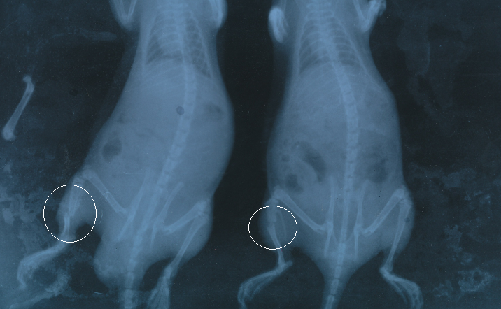 大鼠骨折模型X光片