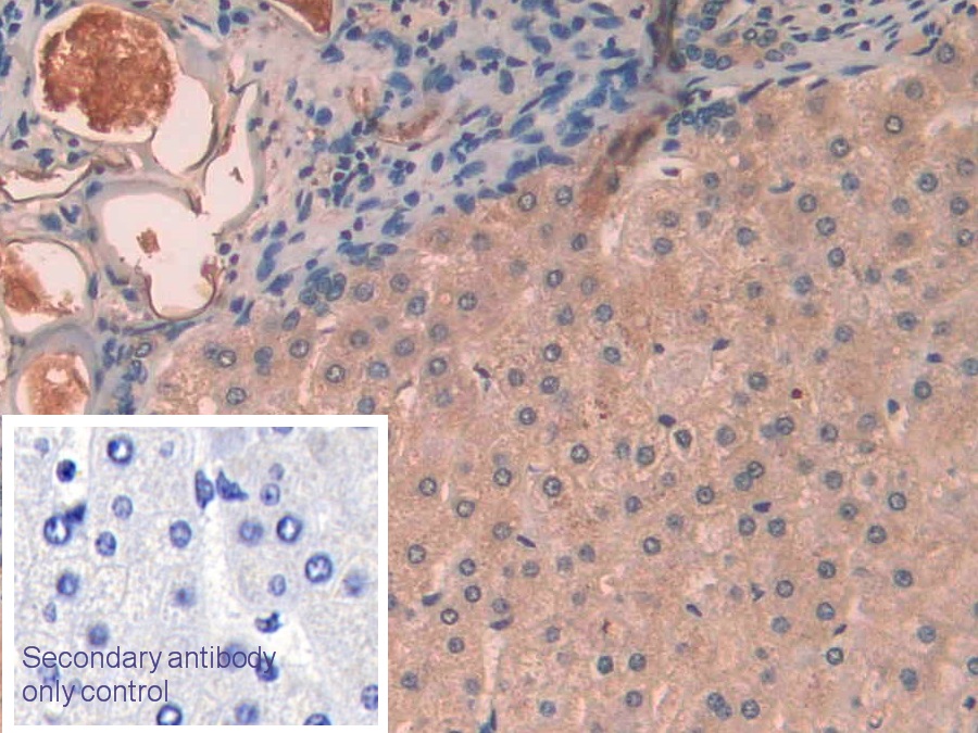 白介素1α(IL1a)单克隆抗体
