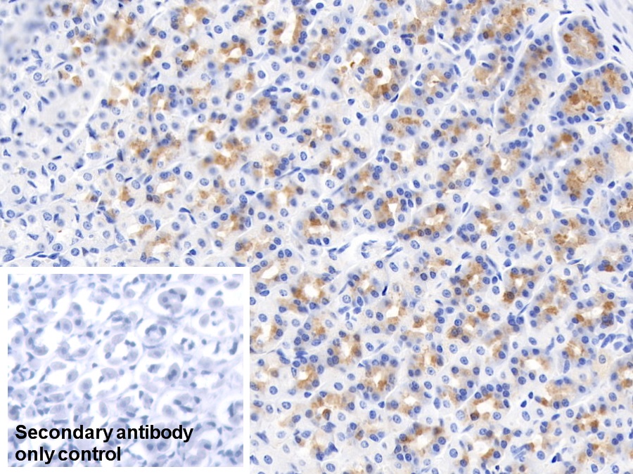 CD163分子(CD163)单克隆抗体