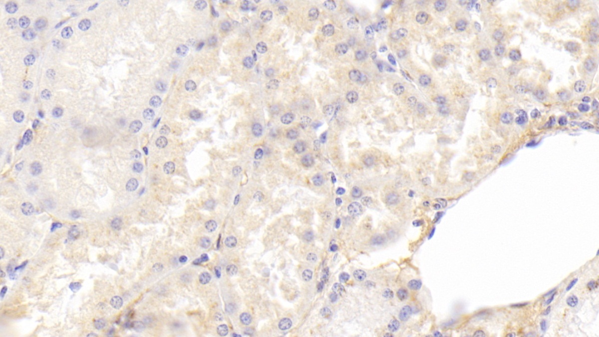膜聯(lián)蛋白A4(ANXA4)單克隆抗體