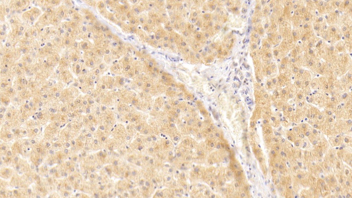 白介素1α(IL1a)多克隆抗体