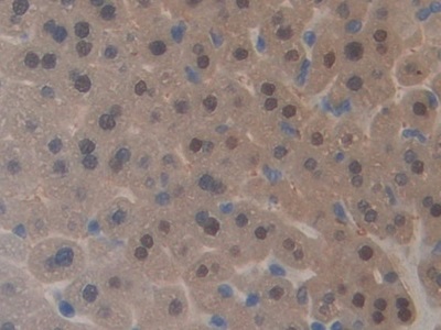 半乳糖凝集素4(GAL4)多克隆抗體