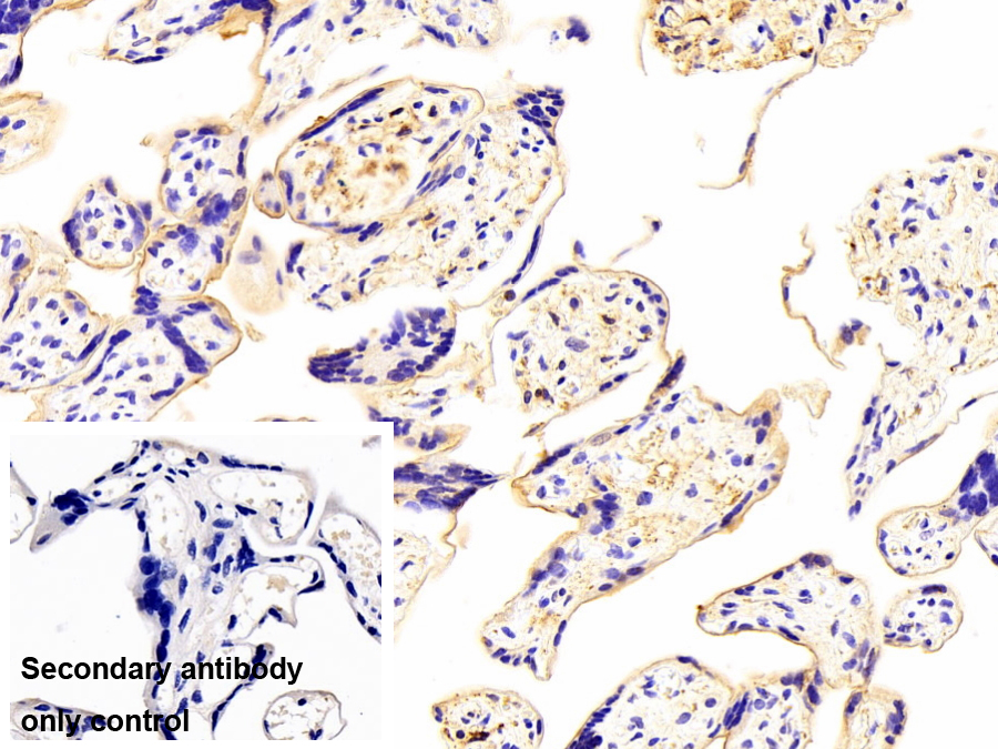 滋養(yǎng)層特異性糖蛋白多克隆抗體