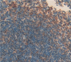 CD42b分子(CD42b)多克隆抗体