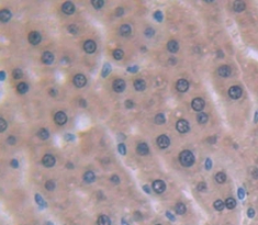 血管抑素(ANG)多克隆抗体