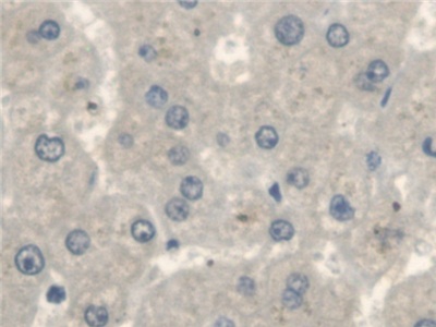 Erb-b2受體酪氨酸激酶4(ErbB4)多克隆抗體