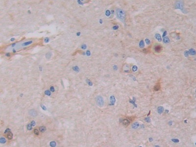 肿瘤坏死因子配体超家族成员9(TNFSF9)多克隆抗体