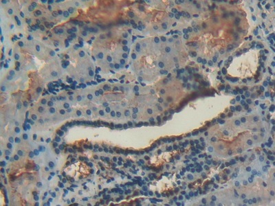 膜联蛋白A4(ANXA4)多克隆抗体