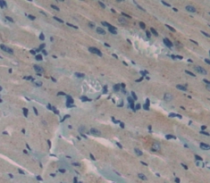 膜联蛋白A4(ANXA4)多克隆抗体