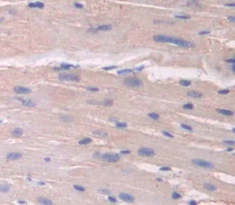 膜联蛋白A4(ANXA4)多克隆抗体