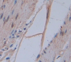膜聯(lián)蛋白A3(ANXA3)多克隆抗體