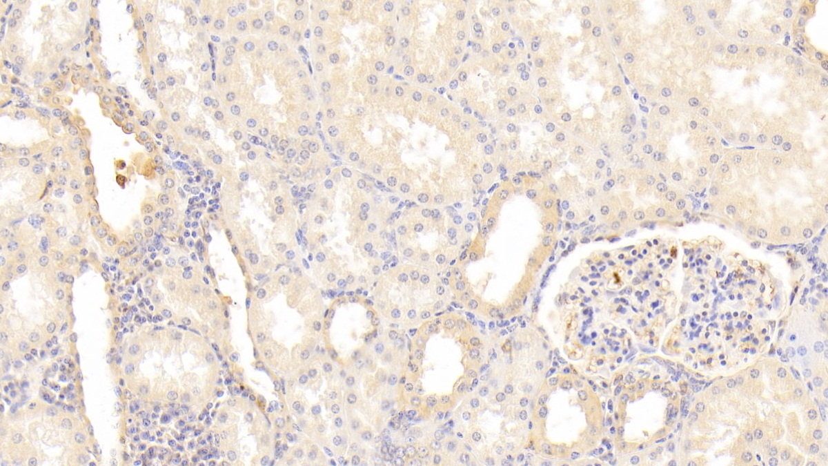 膜联蛋白A1(ANXA1)多克隆抗体