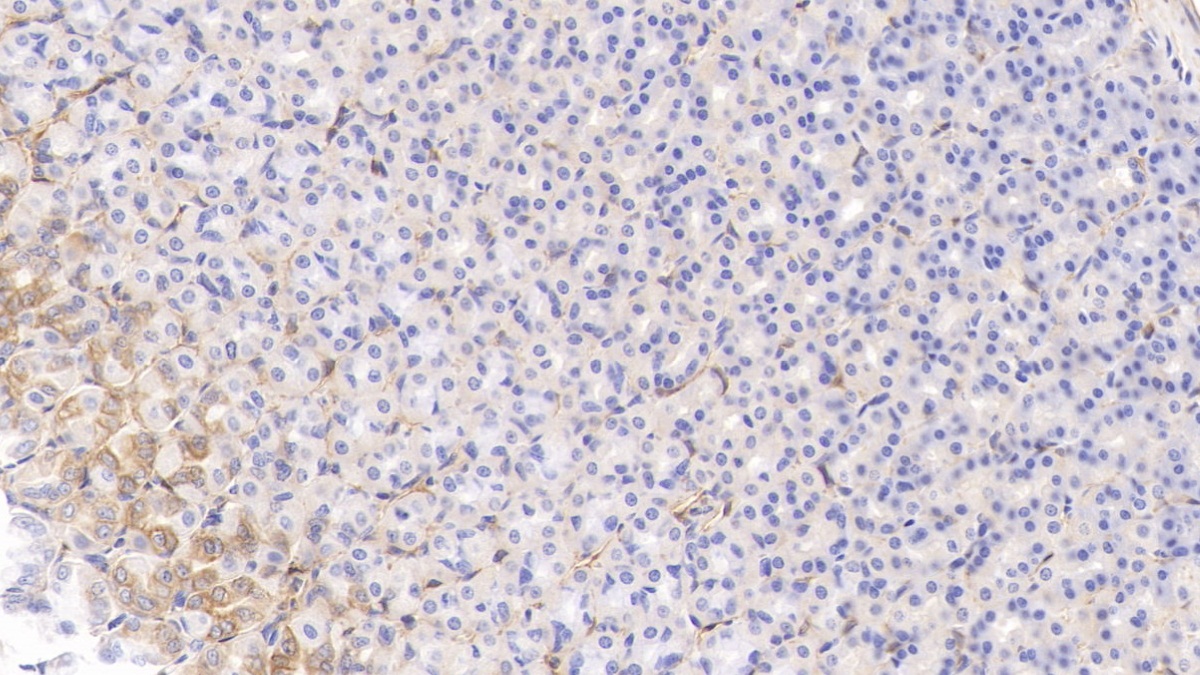膜聯(lián)蛋白A1(ANXA1)多克隆抗體