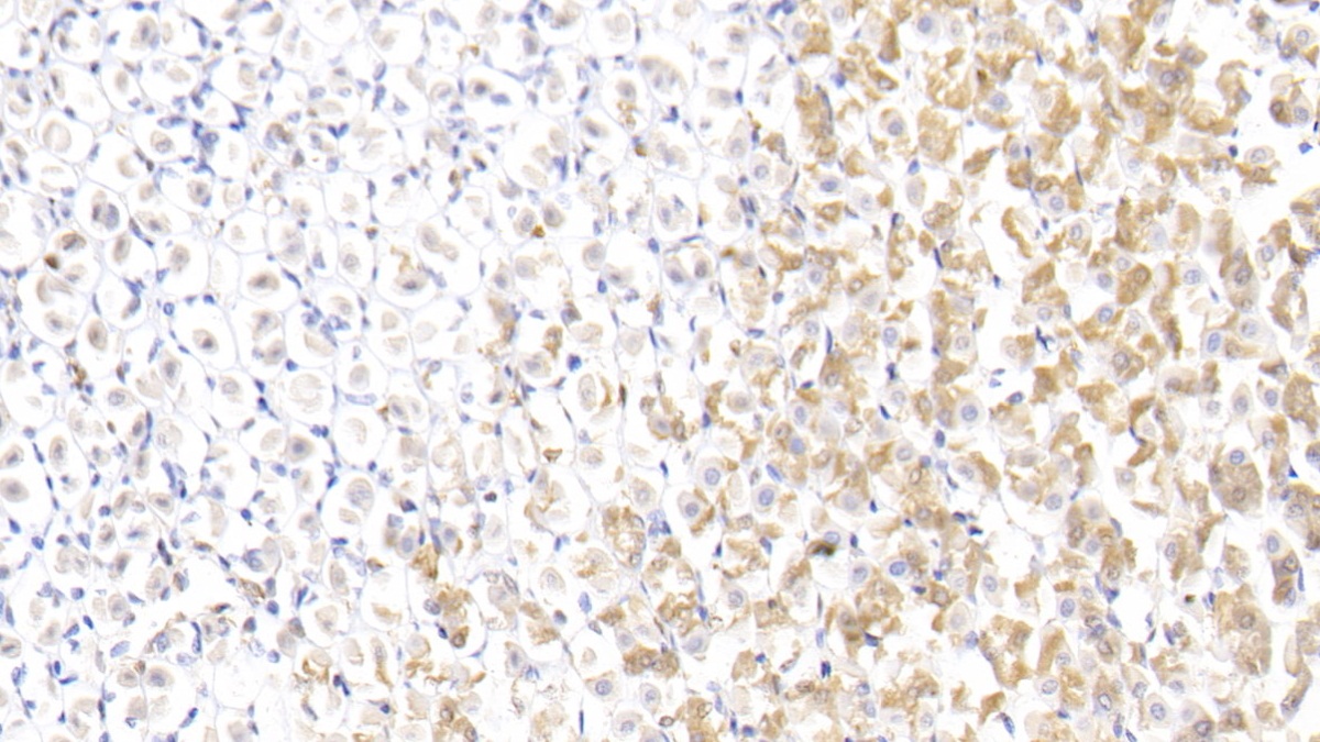 膜聯(lián)蛋白A1(ANXA1)多克隆抗體