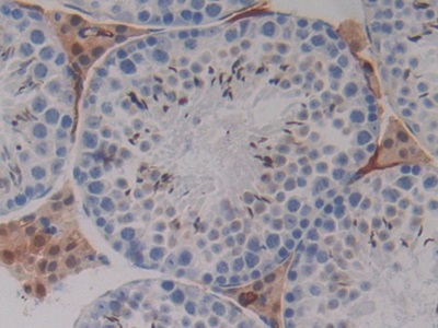 妊娠带蛋白(PZP)多克隆抗体