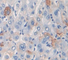 妊娠带蛋白(PZP)多克隆抗体