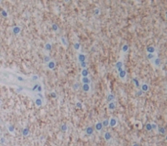 干扰素α5(IFNa5)多克隆抗体