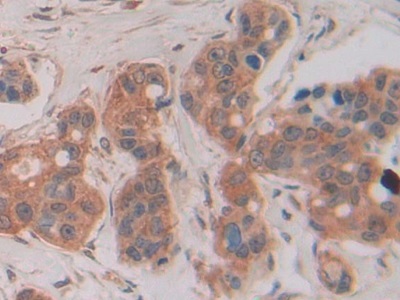 含Fas关联死亡域蛋白(FADD)多克隆抗体