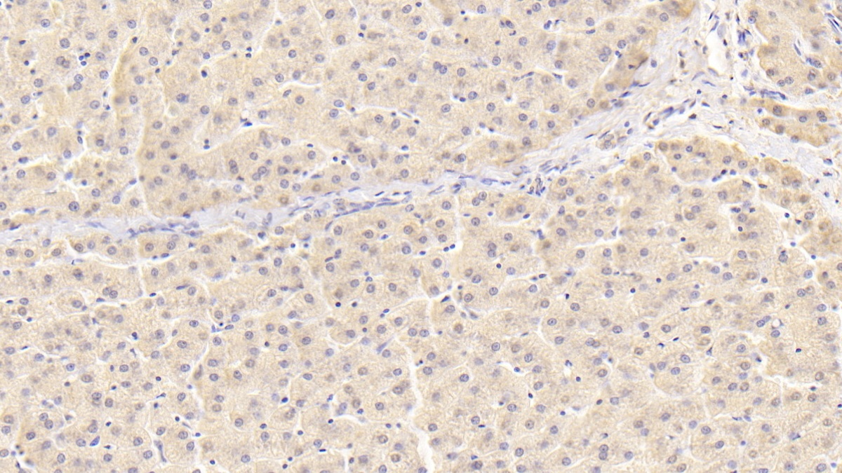 DnaJ/Hsp40同源物亚家族C成员12(DNAJC12)多克隆抗体