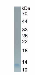APA968Bo63.jpg
