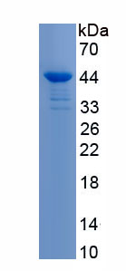 APP966Hu01.jpg