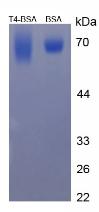 CPA452Ge11.jpg