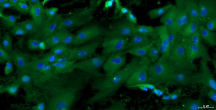 山羊肾上腺皮质细胞(ADCC)原代细胞