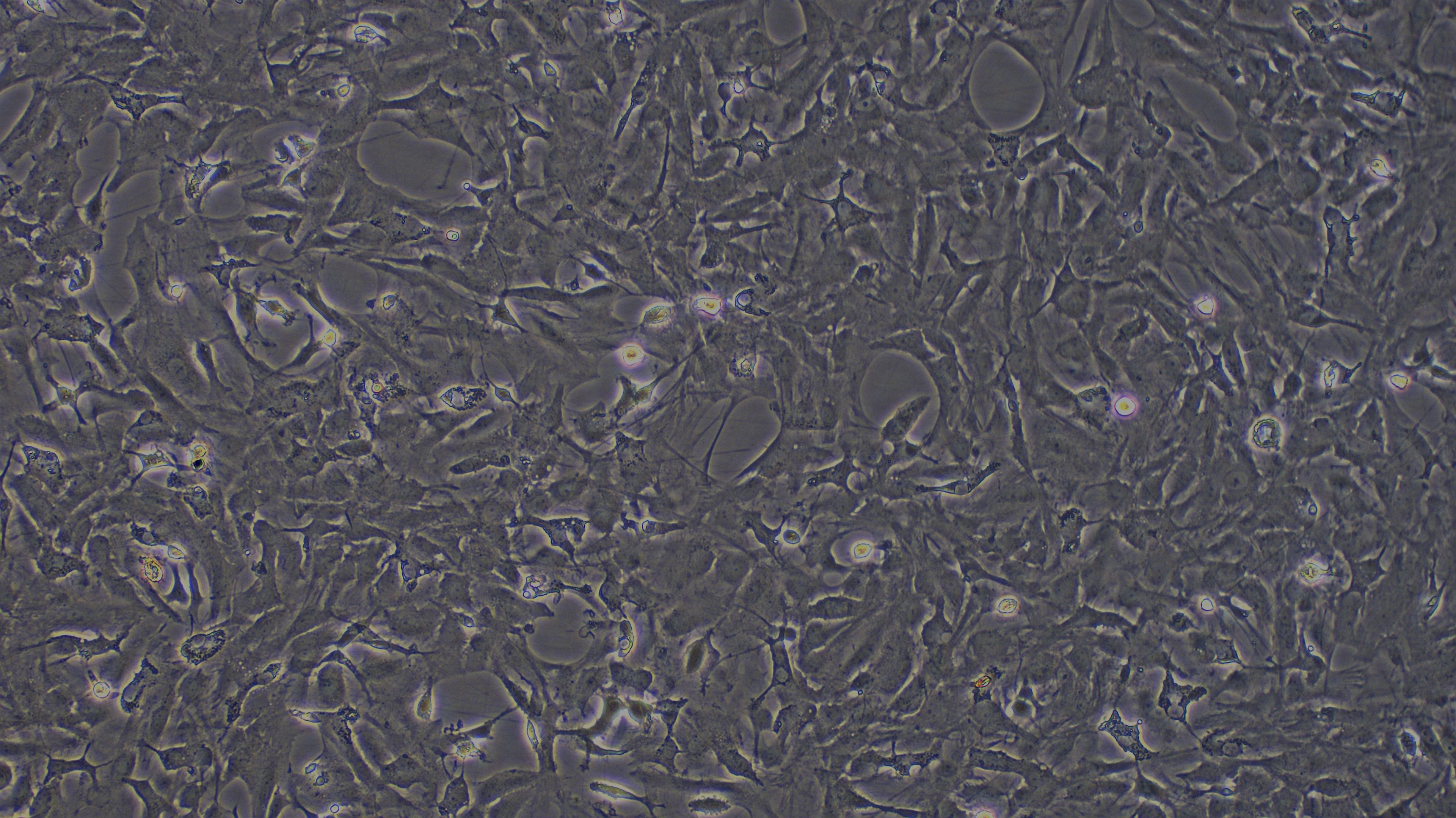 大鼠脑星形胶质细胞(BA)原代细胞