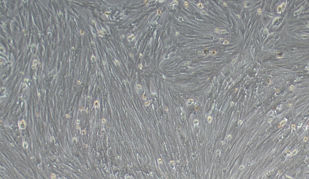 大鼠脑星形胶质细胞(ba)原代细胞