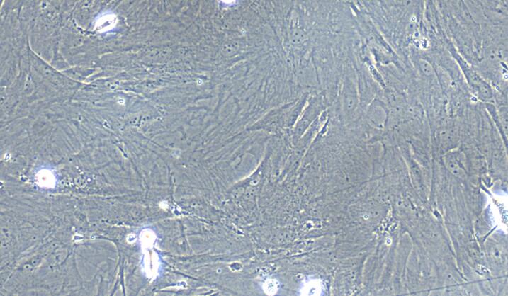大鼠脐带间充质干细胞(UMSC)原代细胞