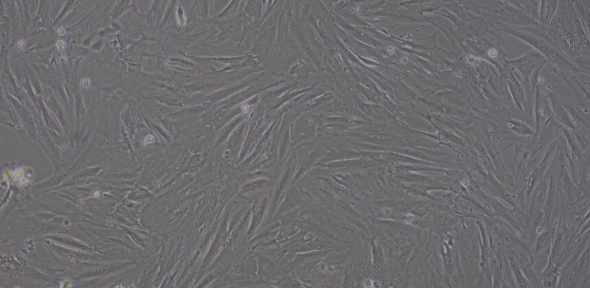 小鼠肺成纤维细胞(PF)原代细胞