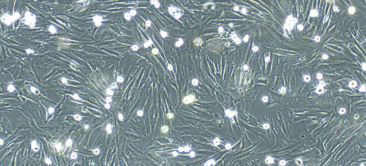 犬胸腺成纤维细胞(TF)原代细胞
