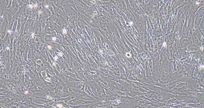 小鼠子宫平滑肌细胞(USMC)原代细胞