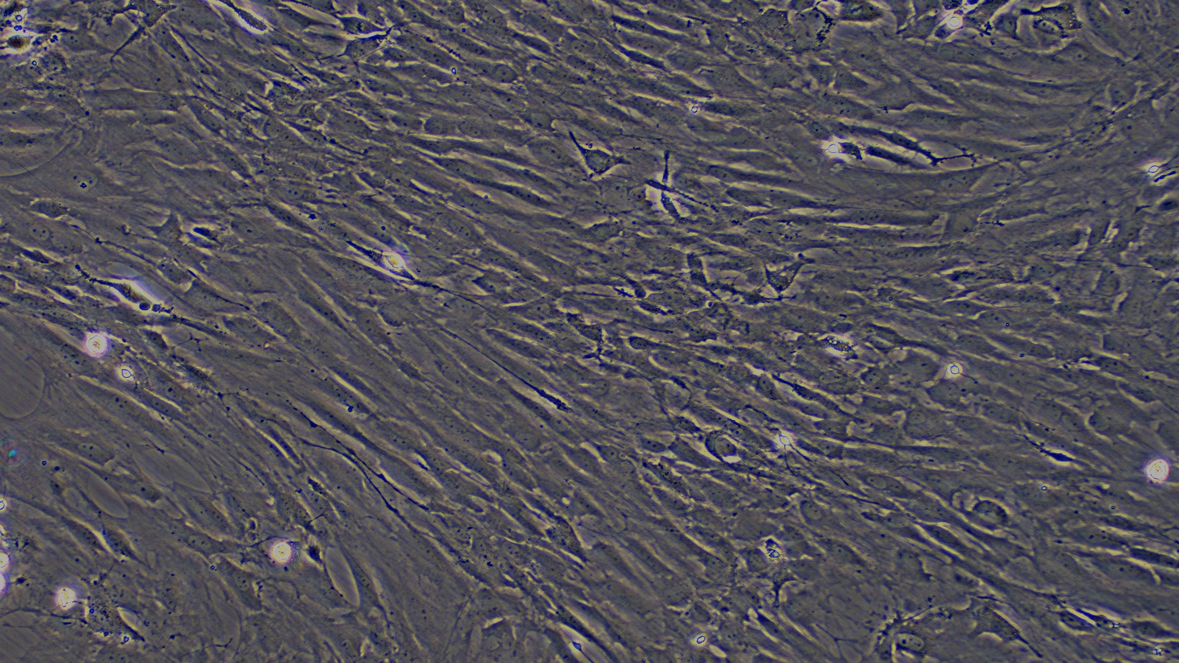 大鼠脑膜细胞(MC)原代细胞