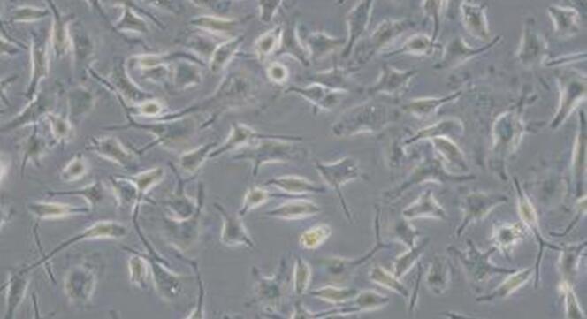 犬神经小胶质细胞(MC)原代细胞