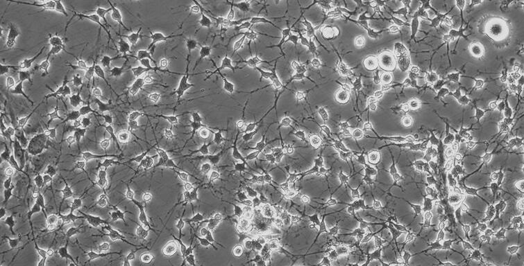 大鼠神经小胶质细胞(MC)原代细胞