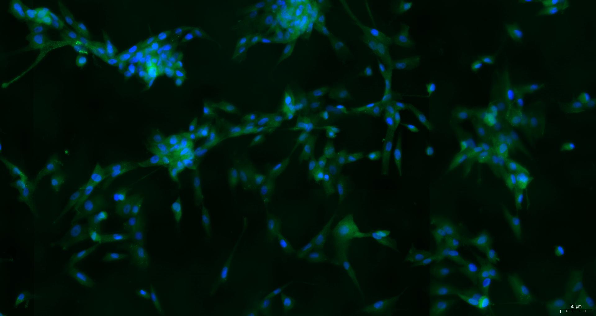 CSI057Ca01 Primary Canine Skeletal Muscle Cells (SkMC) Canis