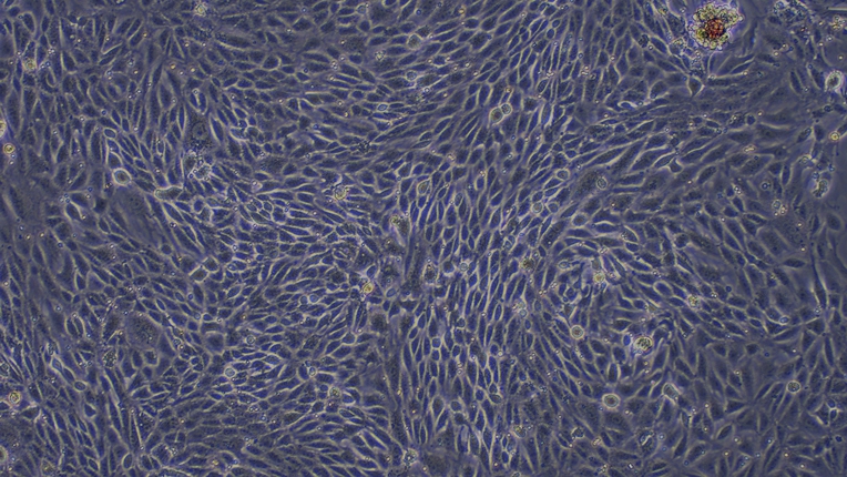 小鼠肾小管上皮细胞(RTEC)原代细胞