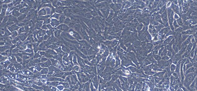 猪肾小管上皮细胞(RTEC)原代细胞