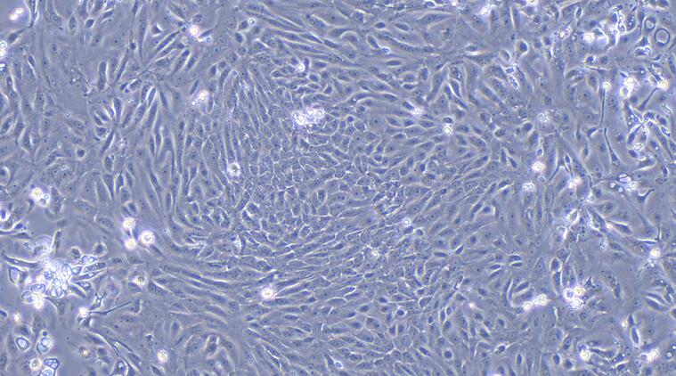 犬尿路上皮细胞(UC)原代细胞
