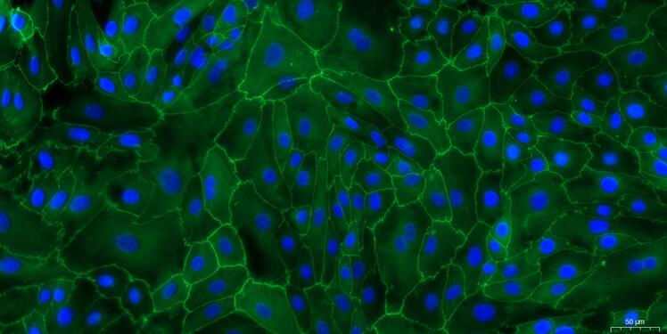 山羊尿路上皮细胞(UC)原代细胞