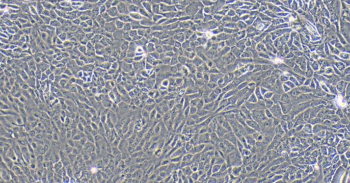 大鼠尿路上皮细胞(UC)原代细胞