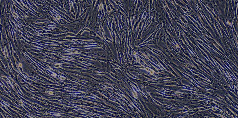 犬膀胱基质成纤维细胞(BSF)原代细胞