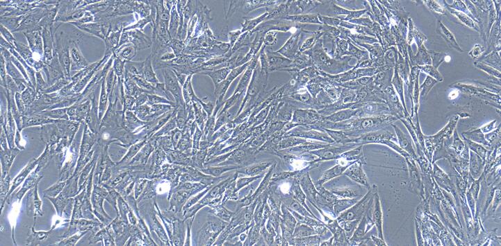 山羊膀胱基质成纤维细胞(BSF)原代细胞