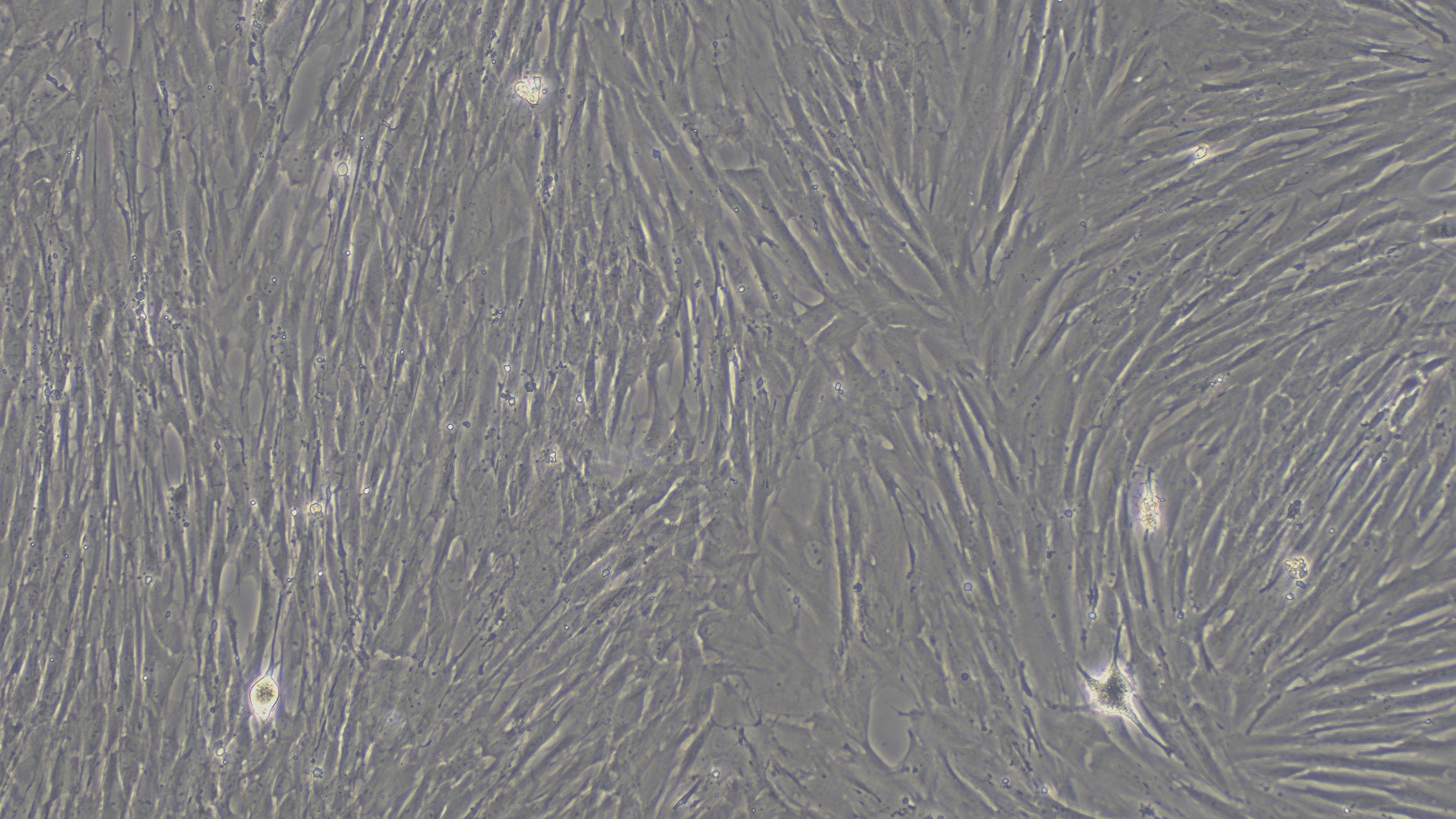 小鼠膀胱基质成纤维细胞(BSF)原代细胞
